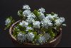 <em>Sanguinaria canadensis</em> 'flore pleno'